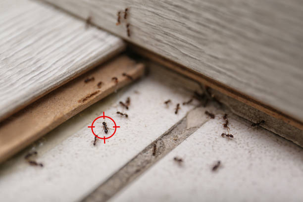 Best Best Pest Control Companies  in Hamburg, IA