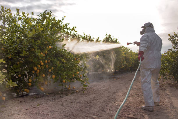 Best Pest Control for Homes  in Hamburg, IA