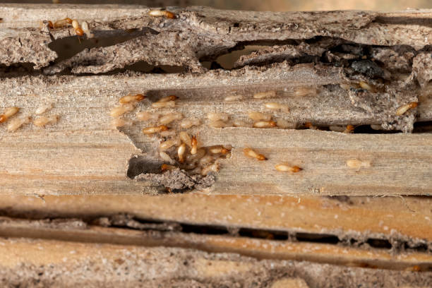 Best Best Pest Control Companies  in Hamburg, IA